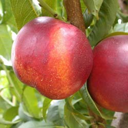 Nectarine tree with yellow flesh